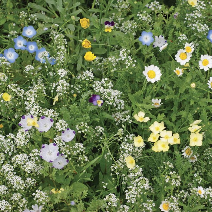 WILD FLOWER MEADOW MIX Perennial mixtures. 10g Seeds Yard, Garden